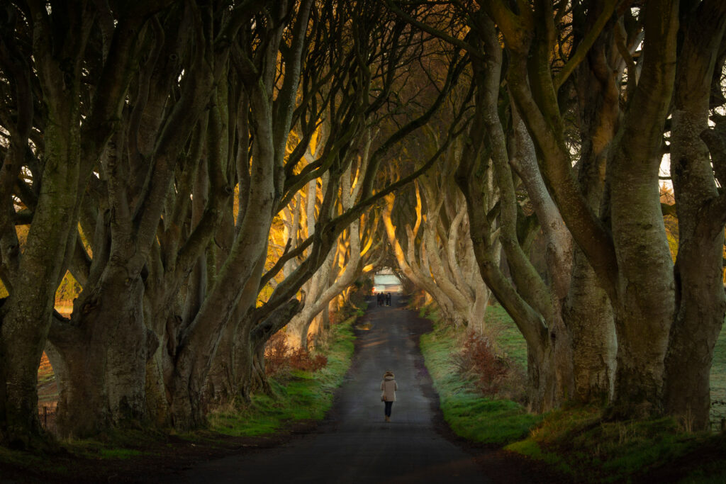 The,Dark,Hedges,,One,Of,The,Most,Enchanted,Place,In